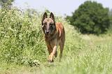 MALINOIS 771